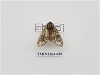 藏品(夙舟蛾屬)的圖片